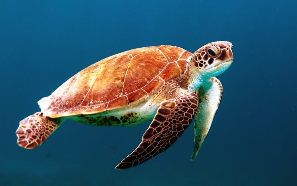 I migliori podcast sugli animali - Rossella Pivanti